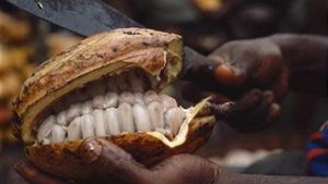 Le cacao fin de Madagascar