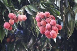 Litchis – La campagne s’annonce « très précoce »