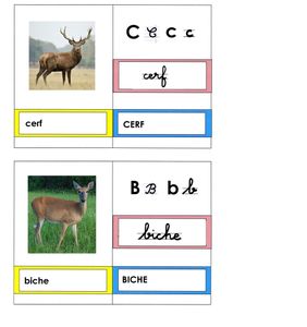 La forêt: cartes-mots