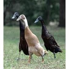 Des canards au jardin