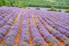 Anti poux naturel fait maison, efficace et économique.