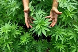 Schweiz: Jetzt mal nüchtern: Warum nicht alle Drogen legalisieren?