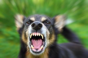 Carnet de grève : Les médecins ou la compagnie des chiens