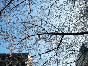 Sakura 2016