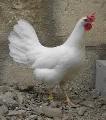 Mes poules et mes aménagements