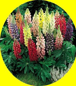 Semis de lupin et d’œillets d'inde