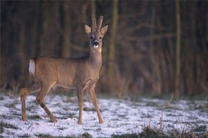 Mes rencontres avec les chevreuils...