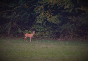 Un chevrillard en lisière de forêt
