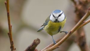Les oiseaux de nos jardins