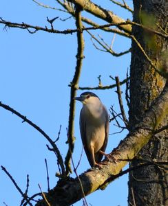 Un oiseau rare, le bihoreau gris!
