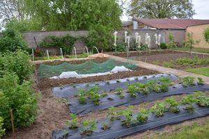Du retard au jardin...