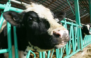 La vache!