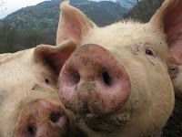 Qui sont les vrais cochons?