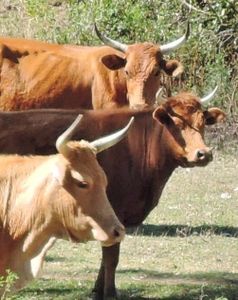 La vie des bœufs... dans la Brousse calédonienne