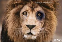 l'homme qui voulait enculer un lion