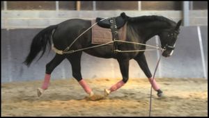 Pourquoi longer son cheval et quand?