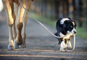 Le cavalier, son cheval et son chien