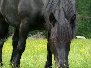 Dans son pré