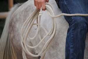 La difficile compréhension de l'animal par l'homme.