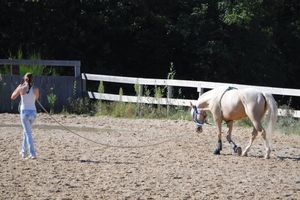 La difficile compréhension de l'animal par l'homme.