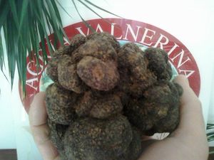 Un tartufo nero pregiato da record