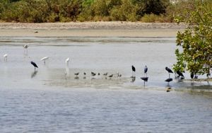 Ecotourisme: A la découverte de la réserve naturelle communautaire de Palmarin