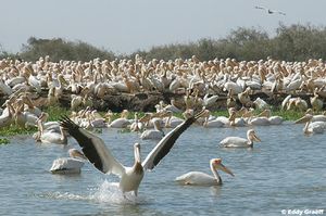 L’écotourisme, l’avenir du tourisme sénégalais