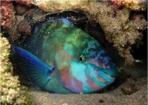 Les poissons dorment-ils ?