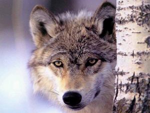 CONTES ET DEBATS AUTOUR DU LOUP - Vendredi 23 janvier à Beaumes