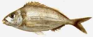 Palometa o Japuta