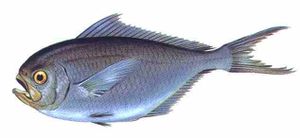Palometa o Japuta