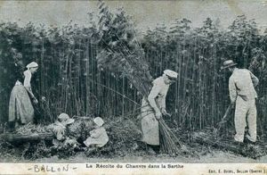 Le chanvre: un éternel recommencement