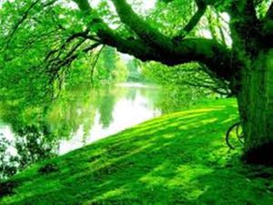 Verde: el color de la naturaleza viva