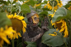 "Se farder de tournesols..."