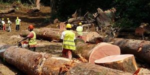 REGNIER VS Exploitation forestière : Rougier s’implante en Centrafrique