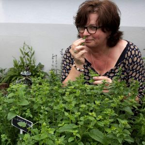 Tag der Offenen Gärten in Veitshöchheim war ein Riesenerfolg - Teil 5: Kräuter und syrische Mal- und Kochkunst standen im Garten von Anne und Doris Winkler im Mittelpunkt des Interesses