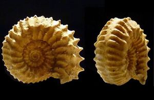 Strenoceras bajocense