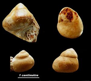 Ataphrus (A) acmon d'Orbigny, 1853