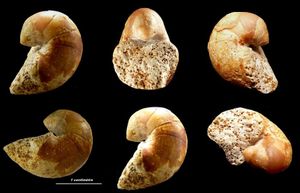 Cenoceras (Digonioceras) excavatum.