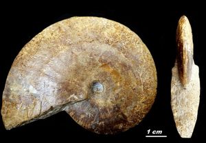 Phlycticeras dorsocavatum