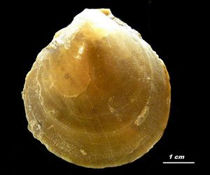Album - Bajocien, Bivalves