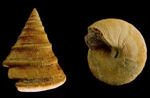 Pyrgotrochus elongatus (Sowerby,1818).