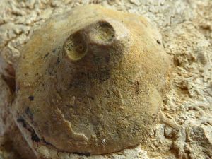 Colonisation post-mortem sur ammonite