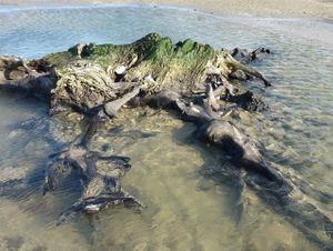Album - foret-de-quintefeuille