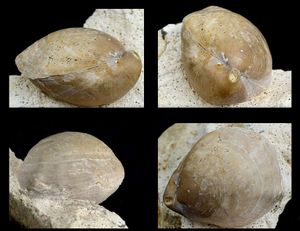 Lissajousithyris masticonensis