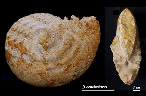 Strigoceras truelli