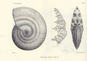 Strigoceras truelli