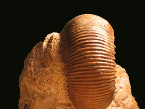 Teloceras (Paviceras) n sp.