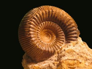 Teloceras (Paviceras) n sp.
