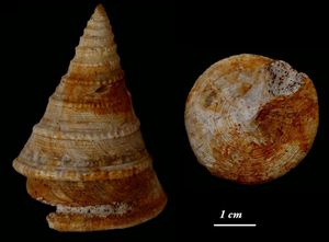 Pleurotomaire.